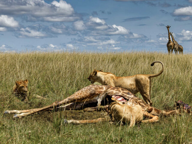 Kenya 2026